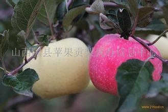 临汾红富士苹果