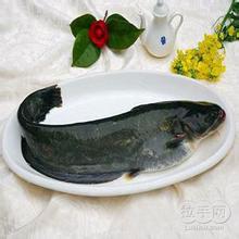 鄂爾多斯黃河鯰魚