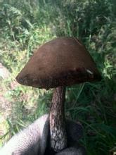古交蘑菇
