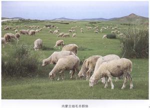 内蒙古细毛羊