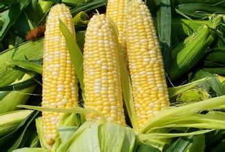 特种玉米