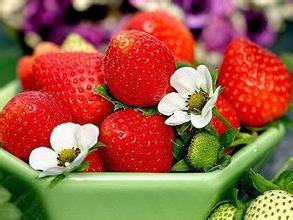 白兔草莓