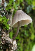 食用菌“蘑菇”