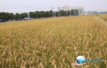 三合村有机稻米