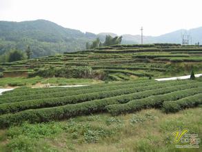 连江长龙乡：名茶“鹿池绿茶”