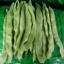 白浮芸豆