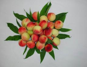 麻兰油桃