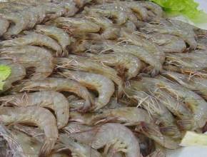 南湾湖虾