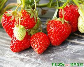 白鹤镇草莓