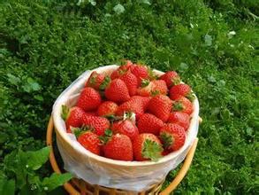 大口草莓