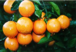 麻阳柑橘