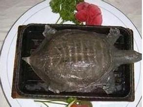 铁板甲鱼
