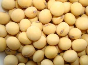 平果珍珠豆