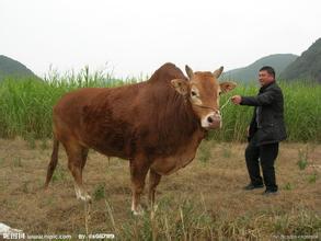 广南高峰黄牛