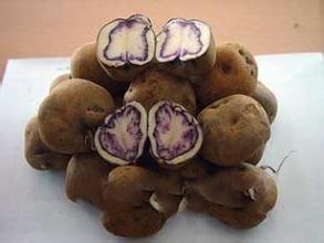 紫云宝土豆