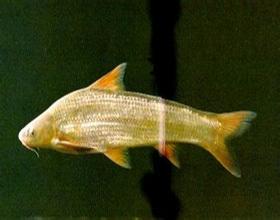 北方铜鱼