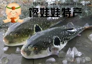 东方红鳍豚鱼