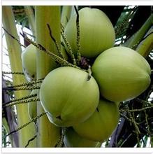海南椰子果