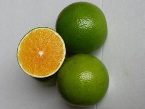 琼中绿橙