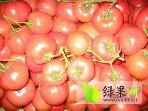 巨鹿西红柿