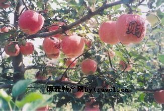 九州龙苹果