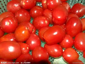 珍珠西红柿
