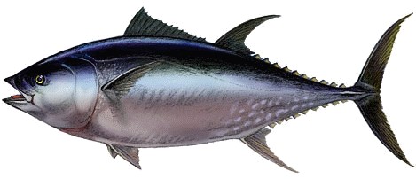 黑鮪魚