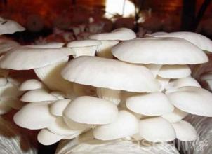 静乐银盘蘑菇