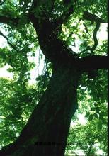 燕子山古栎树