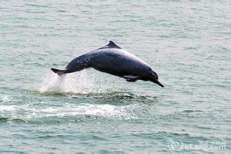 珠江口中华白海豚自然保护区