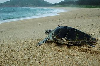 惠东海龟国家级自然保护区