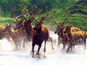 石首糜鹿自然保护区
