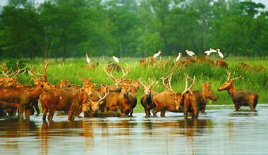 麋鹿自然保护区