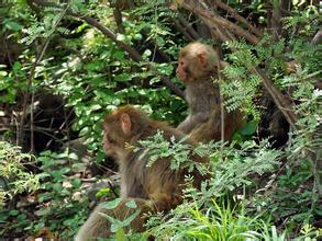 太行山猕猴自然保护区