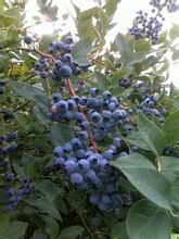 藍玉藍莓基地
