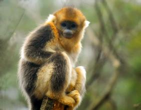 白河金丝猴自然保护区