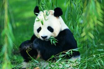 勿角大熊猫保护区