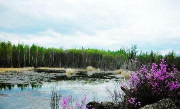 大平台湿地自然保护区
