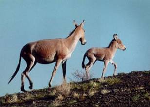 蒙古野驴自然保护区