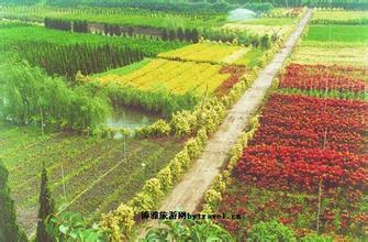 扬州现代花木园