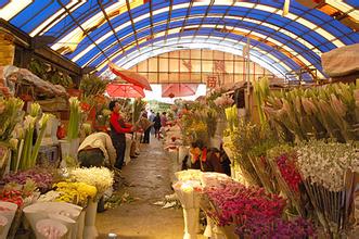 曹庄花卉市场
