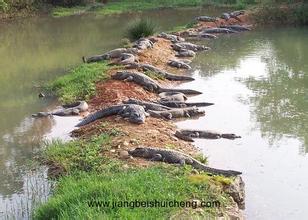 南泰鱷魚湖動物園