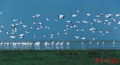 共青城湿地候鸟保护区