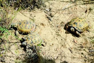 四爪陆龟自然保护区