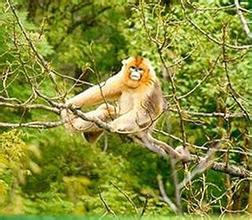 周至金丝猴自然保护区