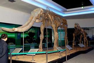 古象犀牛化石展馆