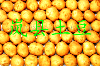 岚县马铃薯
