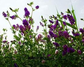 阳信紫花苜蓿