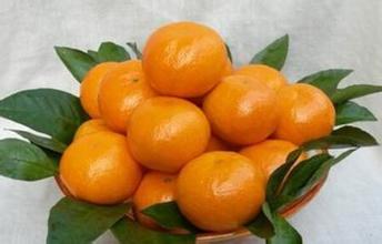 天台山蜜橘