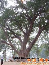 汉代白果树